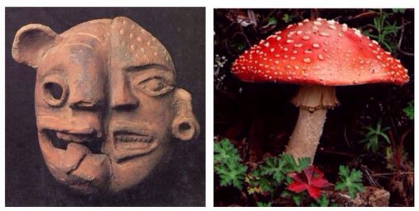 Amanita mushroom as resulting in were-jaguar transformation